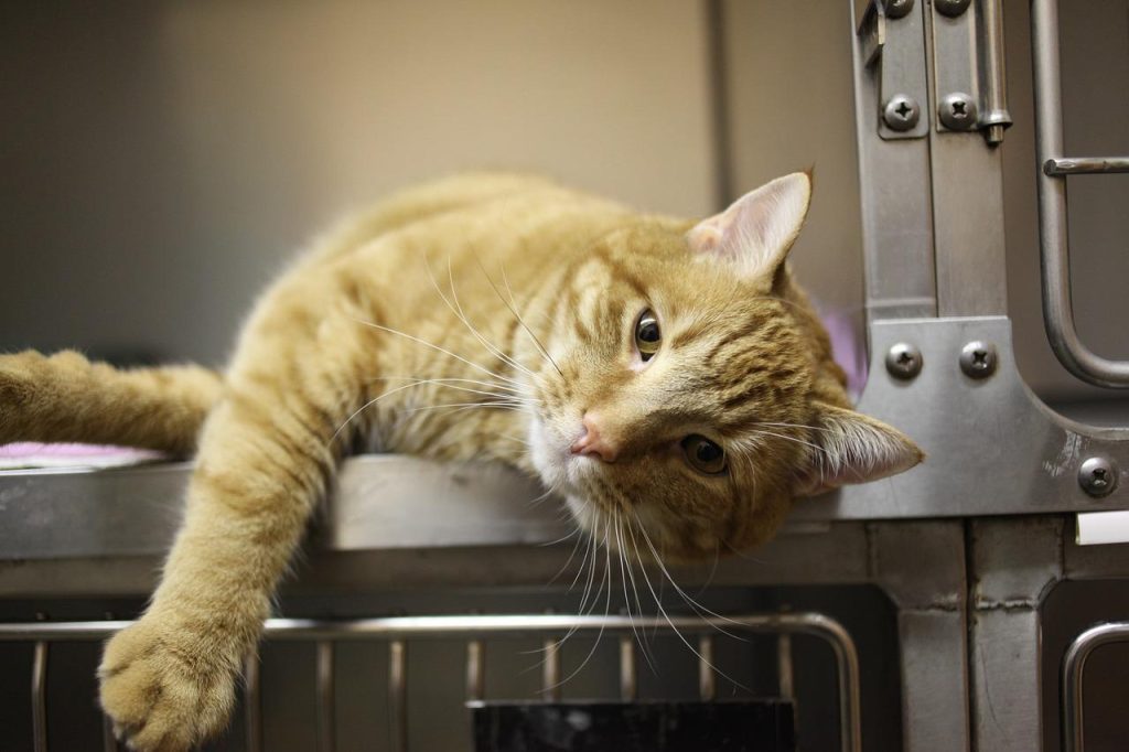 Een goede dierenarts in Oss onderzoekt een huisdier voor preventieve zorg en gezondheidscontrole