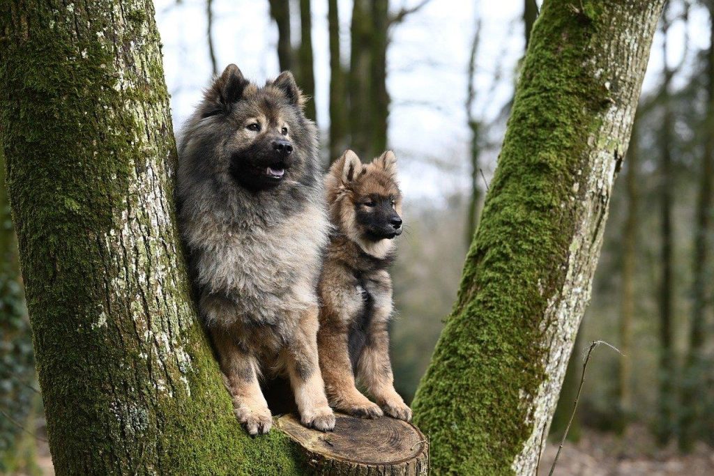 Hondenfokkers in Wageningen presenteren gezonde pups in een liefdevolle omgeving met aandacht voor ethisch fokken en welzijn